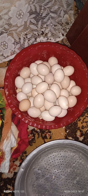 ponpon toyuq: Toyuq, Adler, Damazlıq, Ödənişli çatdırılma, Ünvandan götürmə