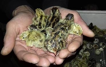 Птицы: Перепелки, Бөдөнө. Суточные, недельные, трехнедельные месячного — 4