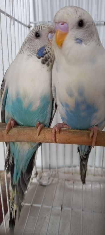 Tutuquşları: Cox gozel texas cinsi tutuquslar satilir bunlar ele bele valnist deyil — 9