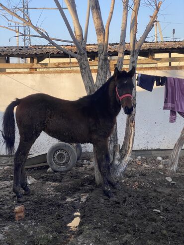 жорго сатам: Тай сатылат Майда 1жаш