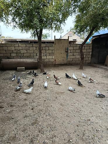 betta baligi satis: Kom satılır — 3
