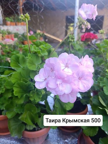 Герани и пеларгонии: Пеларгонии (герани) сортовые в горшках: - Тюльпанка — тюльпановидные — 31