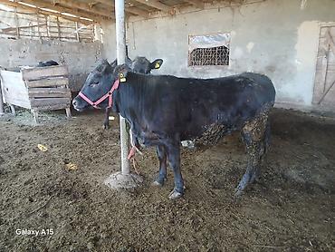 Коровы, быки: Продаю | Бык (самец) | На откорм | Привязанные — 6