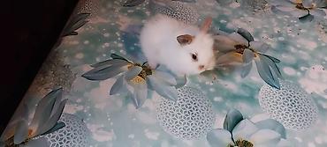 ev heyvanları satışı: 🟠 Ev dovşanı balalarına super endirim kampaniyası. müvəqqəti olaraq 50 — 7