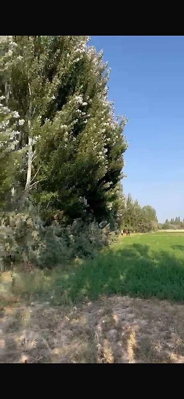 Недвижимость: 300 соток, Для сельского хозяйства — 1