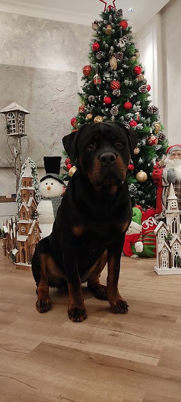 Продажа собак: Дрессировка собак. если у Вас с с вашим питомцем проблемы, значит не at lalafo.kg — 4 Продажа собак: Дрессировка собак. если у Вас с с вашим питомцем проблемы, значит не — 4