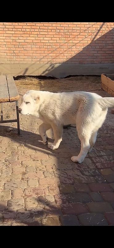 karlık dovsan: Məhsul: İt – iri cüssəli, ağ tüklü, qısa qulaqlı balaca (molasoid — 1