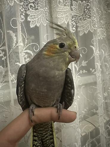 Nymph paraket (cockatiel) – boz rəngli, yanaqlarında narıncı ləkələr lalafo.az -da Nymph paraket (cockatiel) – boz rəngli, yanaqlarında narıncı ləkələr