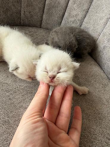 Pişiklər: Şotland yastı qulaq — 1