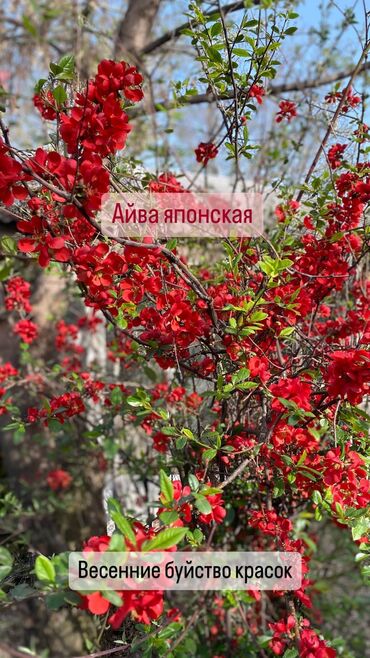 Декоративные деревья: Декоративные кустарники для сада! - спирея японская - спирея -спирея — 9