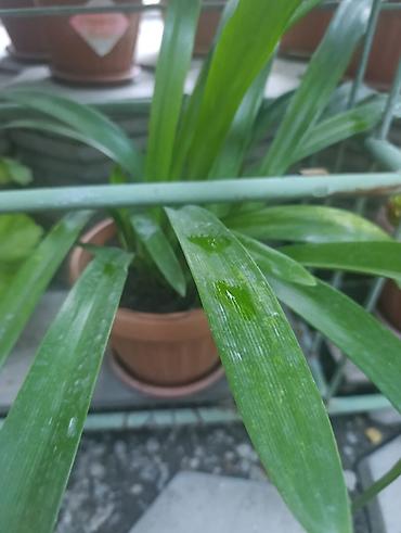 Молочаи: Комнатное растение «Молочай Милла» (Euphorbia milii, «Корона Христа») — 9