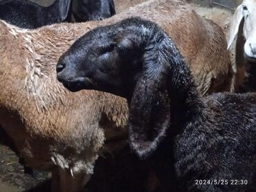 продаю овец: Продаю | Овца (самка), Ягненок, Баран (самец) | Арашан | Для разведения | Ярка