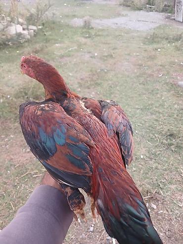 silkie ipək toyugu: Məhsul: Gənc xoruz (yerli qarışıq cins) Təsvir:40 manat - — 3