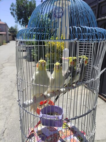 çardaq quşun yuvası: Tutuquşları