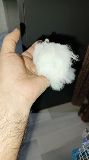 Gəmiricilər: Angora sort xomyaklar mehribandırlar bu sort dişləmir və aqressiv