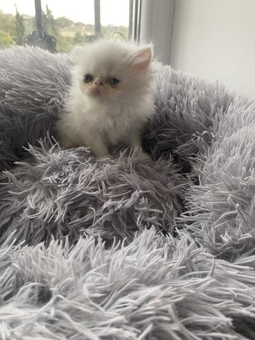 Pişiklər: Fars — 2