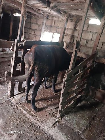 kənd təsərrufatı heyvanları: Erkək dana satilir bordaxliq — 6
