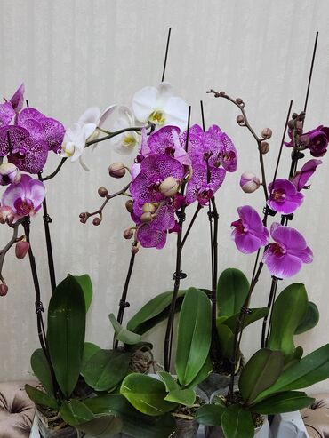Другие комнатные растения: Продаю орхидеи,шикарные красотки,высота 100см1500 сом