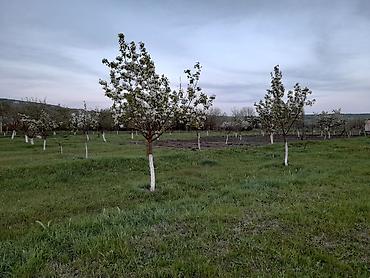 ismayıllıda torpaq: 25 sot, Tikinti, Mülkiyyətçi, Kupça (Çıxarış) — 5