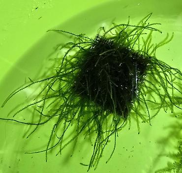 Akvarium dekoru: Akvaryum üçün moxlar: Christmas moss və Taiwan moss - Paslanmayan — 2