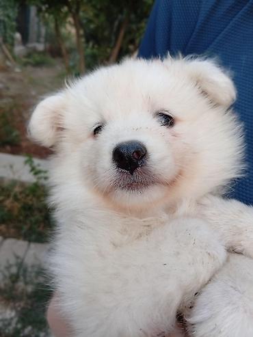 Samoyed, 2 ay, Sənədli