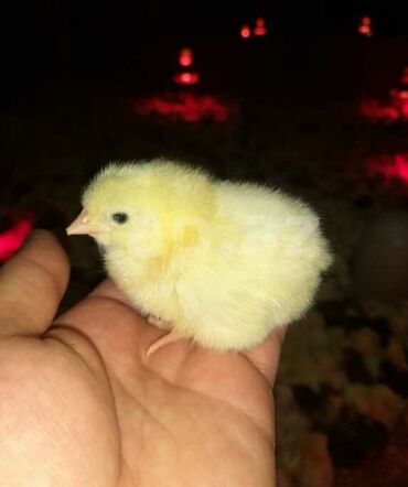 Xoruzlar: Xoruz, il: <1, Ödənişli çatdırılma — 2