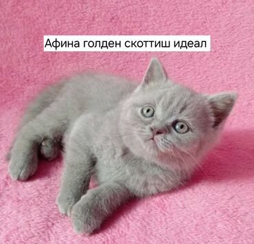 мейн кун бишкек 😺 питомник lyubushka 🐈 купить котенка 🐾 цена фото: Британские котята!!! Чистопородные Британцы осталось 2 мальчика окрас