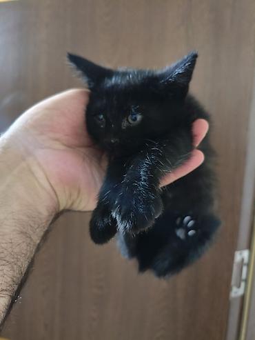 Pişiklər: Yaxşı əllərə — 4