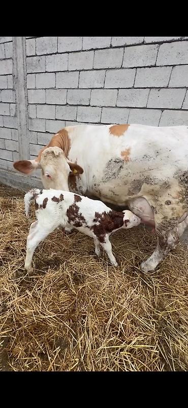 Inəklər, öküzlər: Satılır: inək buzovu ilə birlikdə - Cins tipi: Simental tipli — 8