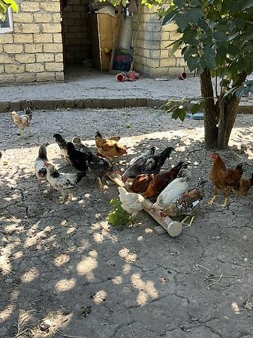 hind quşu cucesi: Toyuq, Damazlıq — 2