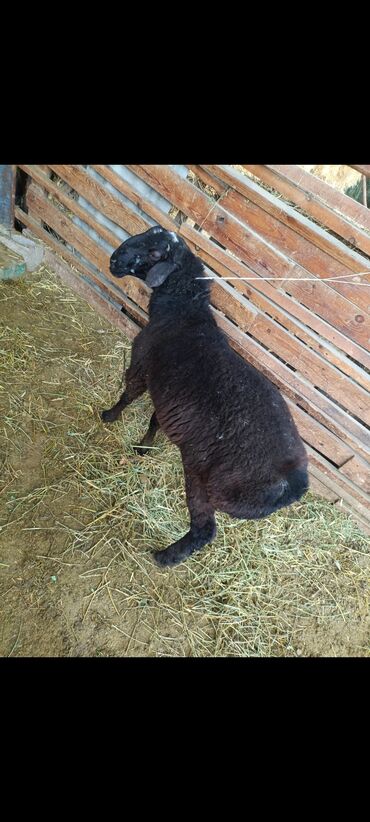 сколько стоит кролик домашний: Сатам | Кочкор (эркек) | Гиссар | Көбөйтүү үчүн | Асыл тукумдуу