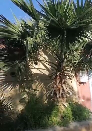 palma agaclari: Temiz palma ağacları balacadan böyüyə qiymət ferqlidir 50-100-150-200