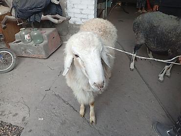 курдючный баран: Продаю | Овца (самка) | Для разведения | Матка — 3