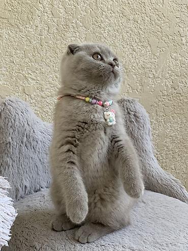 Кошки: Шотландская, Самка, Самец, Самовывоз — 1