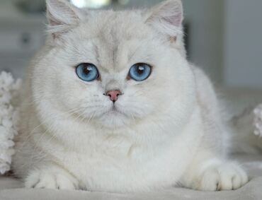 шиншилла кошка цена: Шиншилла, Самец