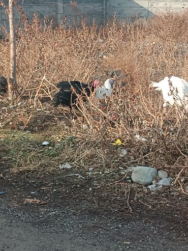 Индюки: Продаю | Индюшка (самка) | Черный принц | Для разведения | Племенные — 10