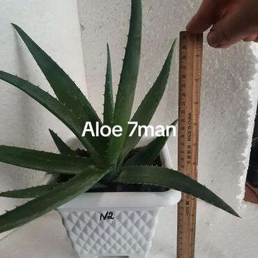 Otaq bitkiləri: Aloe (aloe vera) saksı bitkisi - Növ: Aloe – ətli, tikanlı kənarlı — 6