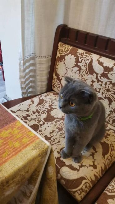 питомники кошек в баку: Шотладская вислоухая, Самка, В добрые руки, Платная доставка