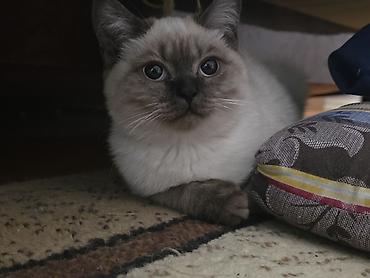 британская прямоухая кошка: Продам шотландского котёнка 🐱 Возраст: 5 месяцев. Окрас: блю поинт — 1