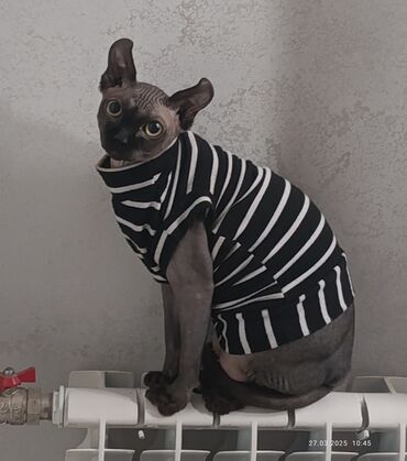 сфинкс котята: 11 месяцев, Мальчик, Черный, С прививками, Кастрирована