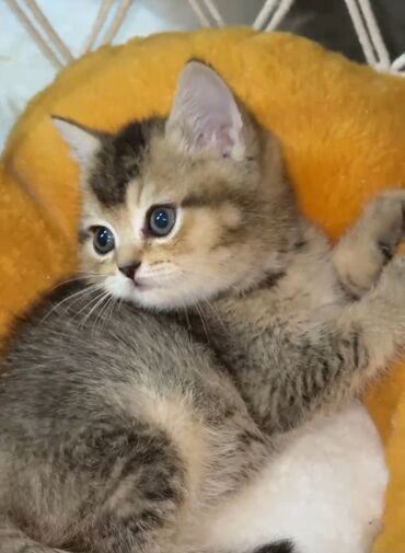 купить породистую кошку: Британская короткошёрстная, 1 месяц, Мальчик, Золотая шиншилла, Приучена к лотку, Проглистована, С прививками