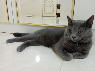 Pişiklər: Britan, Erkək — 7