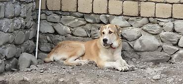 heyvanların sexsi: Kanqal — 4