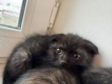 Продажа кошек: Котята 500с каждая . мама вислоухая. 2 месяца котятам. можно забрать с — 11