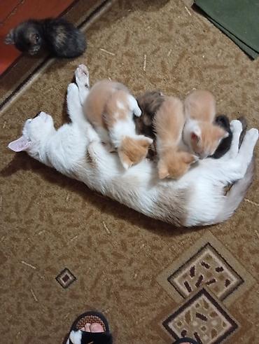метис персидской кошки: Котята домашние, помёт от ласковой кошки-мамы. - Окрас: рыже-белые — 2
