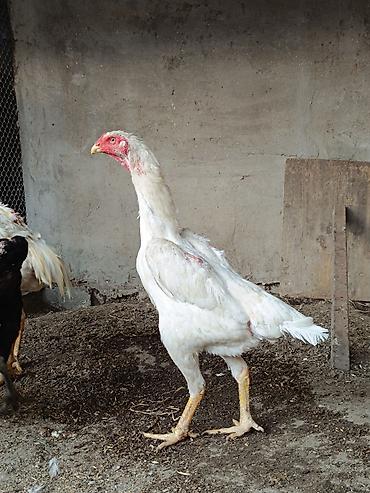 bakida pitbul satishi: Orginal o shamo heyratilari.Alman qani Fereler 130-150 azn.Cavan — 7