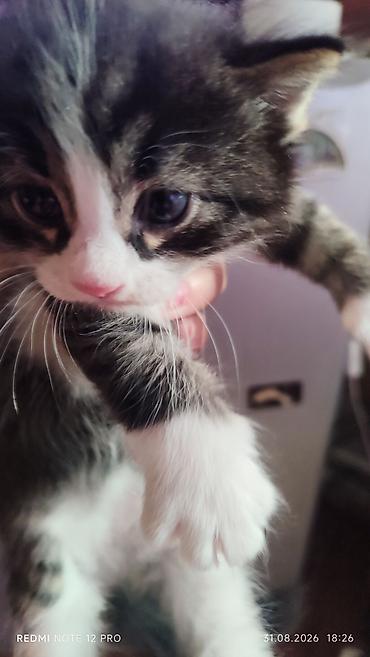 маленькие котёнки: Котята 1 мес 4 шт — 5