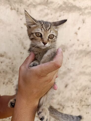 котёнок в добрые руки: Мышык бекер берилет: Породасыз, 3 айлык, Ургаачы