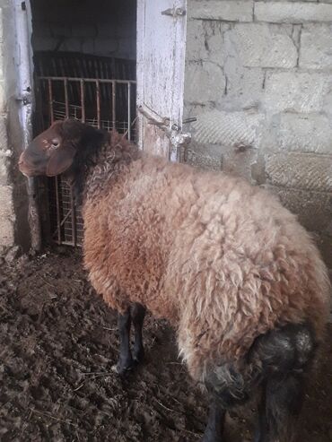 Qoyunlar, qoçlar: Qoyun – yerli ətlik/yunlu cins - Rəng: qəhvəyi yun, qara baş və qara — 8