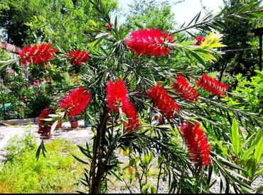 Toxumlar: Həyət gülleri. 90növ çesid var! — 15